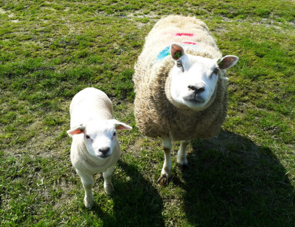 schapen-polder-Arkemheen